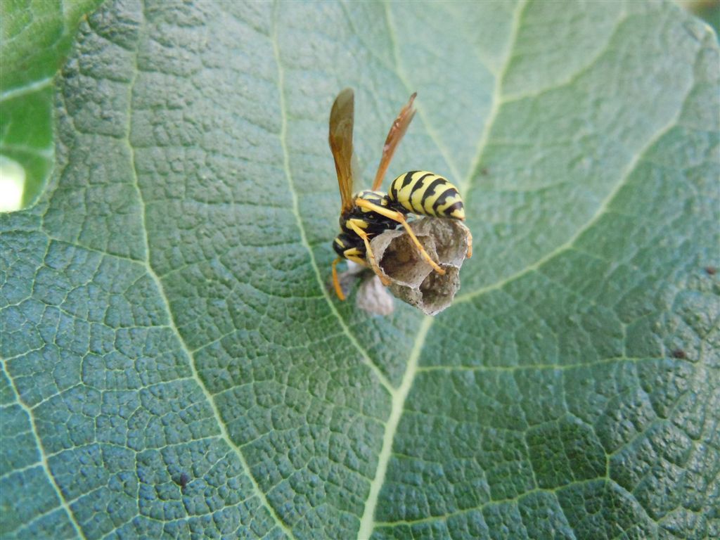 Polistes dominulus in costruzione nido?